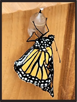 A newly hatched monarch butterfly clings to its chrysalis, symbolizing midlife growth, transformation, and the courage to become your true self.